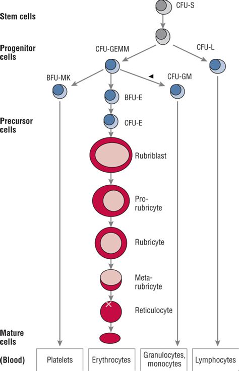 Stages Of Erythropoiesis Flowchart Chart Examples