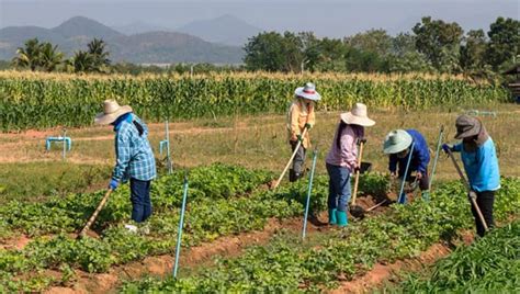 Agricultura Qu Es Tipos Y Caracter Sticas