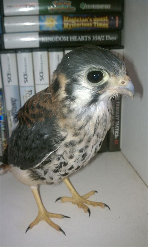 Baby Hawk by Ultima395 on DeviantArt