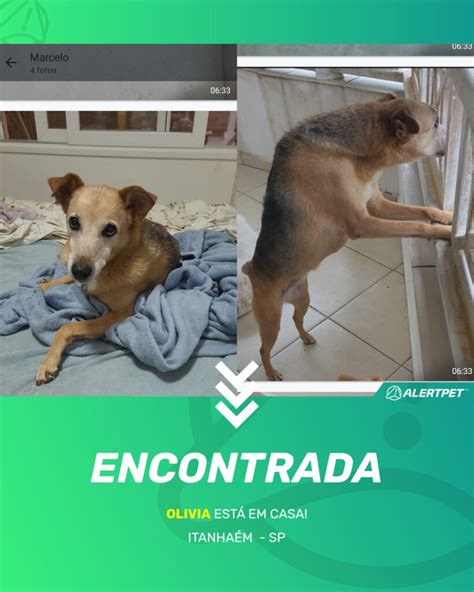 Cachorro Encontrado Itanhaém SP Olivia AlertPet