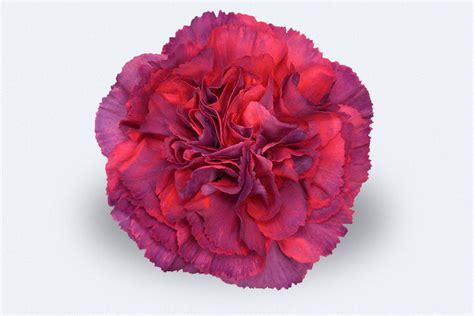 Colombia Direct Metalica Rose Carnations