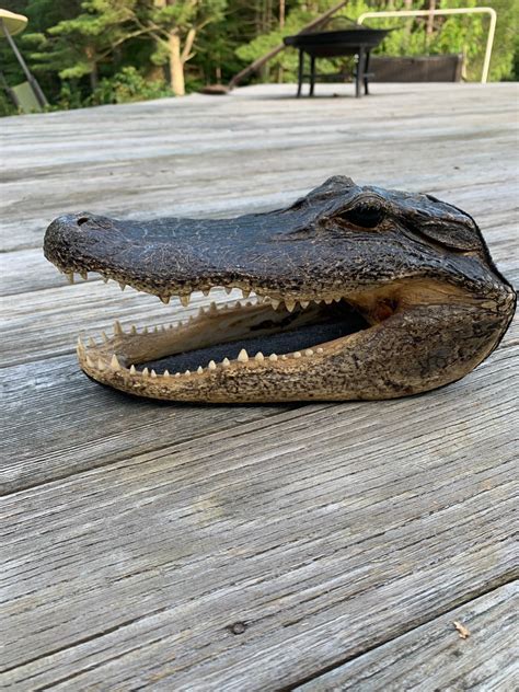 Taxidermy Alligator Head Etsy