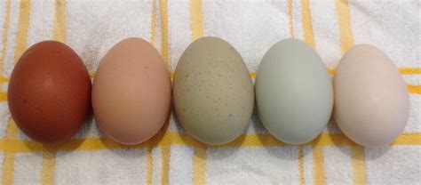 Chicken Breeds & Egg Color - On Hitching Post Lane