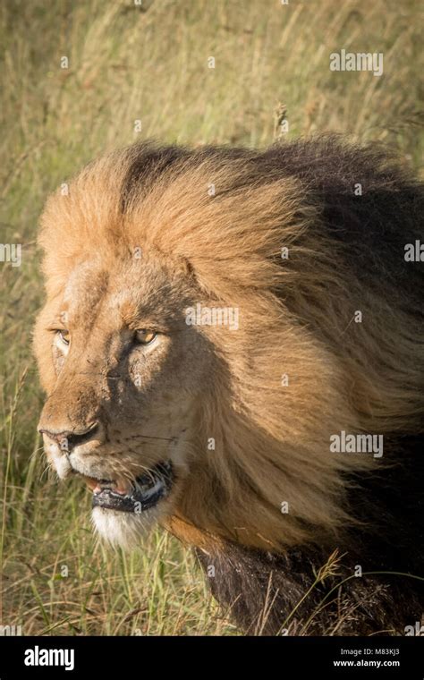 The King Of The Beasts Stock Photo Alamy