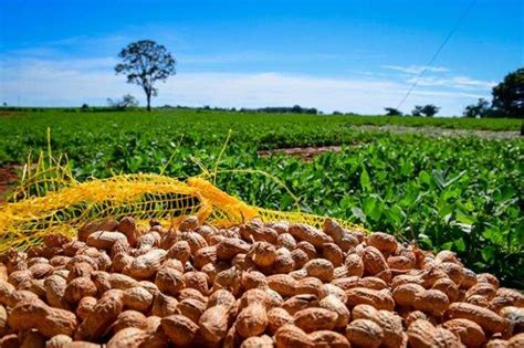 Produ O De Amendoim Brasileiro Quadruplica Em Apenas Uma D Cada