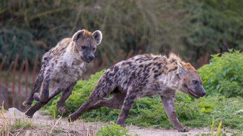 Did You Know There Are Four Hyena Species?