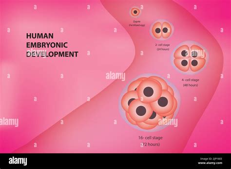 Human Embryonic Development Cell Stages Stock Vector Image And Art Alamy