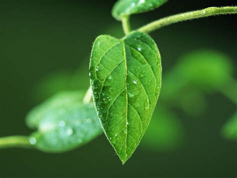 One small leaf | Heather Gordon-Young