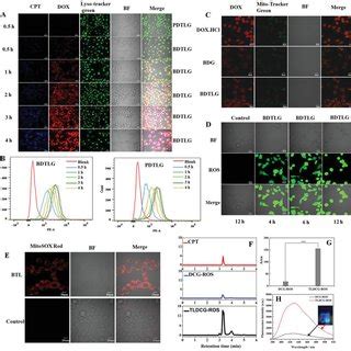 A CLSM Images Of MCF7 Cells Incubated With PDTLG NPS And BDTLG NPs