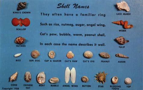 Shell Names