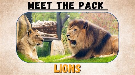 Introducing The Pride: Lion - Zoos - USA - Texas - Fort Worth Zoo Zoo Guide