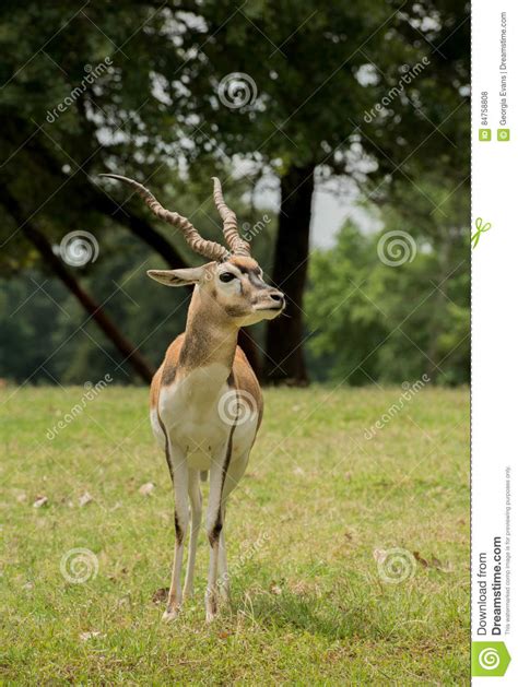 Blackbuck Antelope with Long Curved Horns Stock Photo - Image of ...