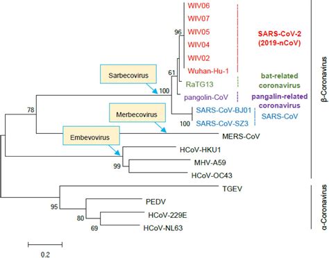 Frontiers Sars Cov 2 Nsp1 Bioinformatics Potential Structural And Functional Features And