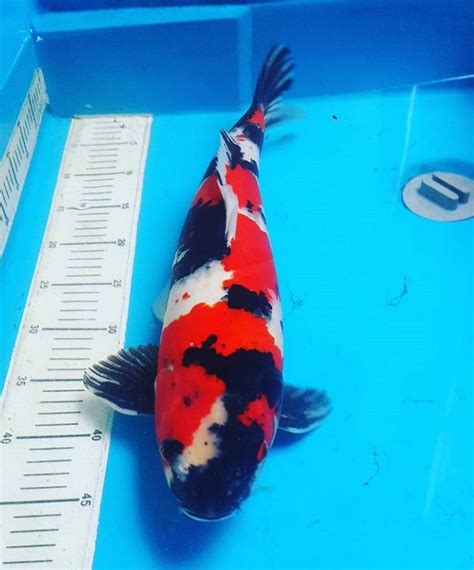 Jual Ikan Koi Lokal Harga Terjangkau