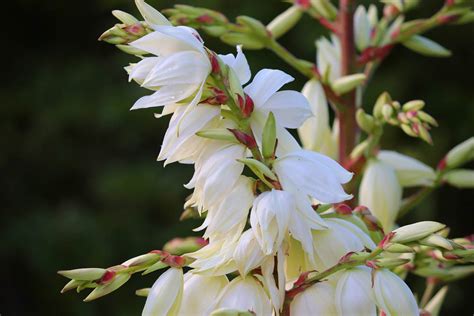 Adam’s needle - planting, care and tips - live-native.com