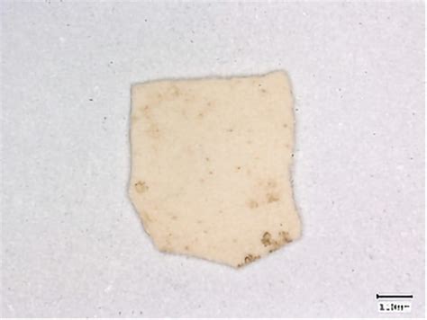 What Came First the Chicken or the Egg? Discovery of Ancient Eggshells ...