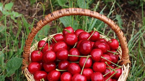 Wallpaper Cherries Berries Basket Harvest Red Hd Picture Image