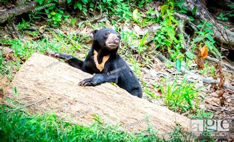 Malayan sun bear in Borneo with its characheristic yellow chest V shaped patch, Stock Photo ...