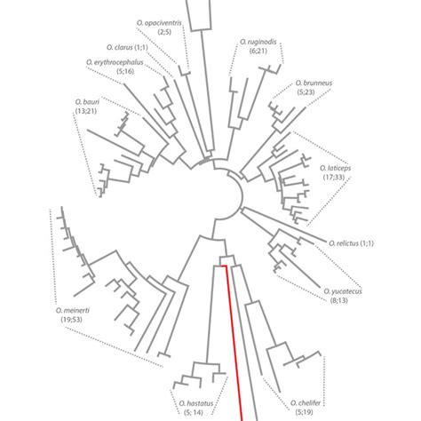 Neighbor Joining Nj Tree Of Odontomachuscoi Sequences The Nj Tree Is