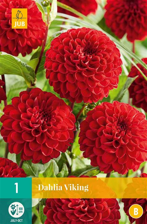 Dahlia Viking Deoosteindeonline Nl