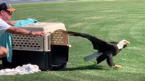 After Rehabilitation Rescued Florida Bald Eagle Released Into The Wild