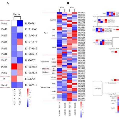 Heatmap Visualization Of Expression Profiles Of Genes Involved In