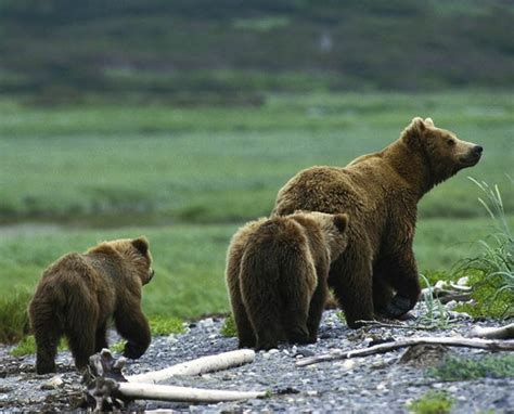 Bear Island Alaska | Bear island, Bear, Save wildlife