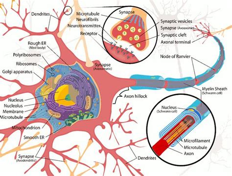 Nerve Cells Diagram - ClipArt Best