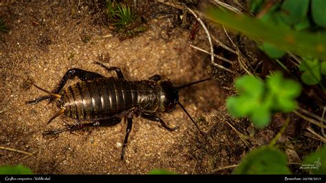 Gryllus campestris – Veldkrekel | Johan Dierckx