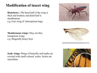 Classification Insect Wing PPT