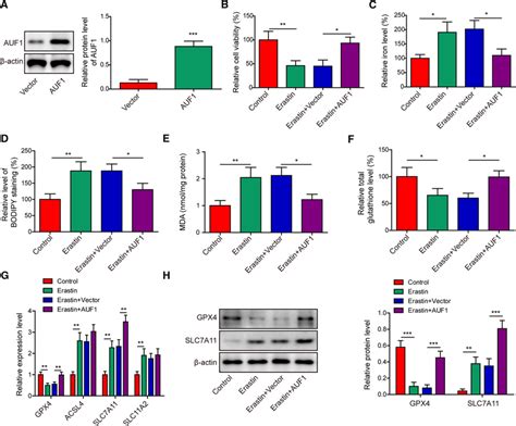 Auf Antagonizes Erastin Induced Ferroptosis A Auf Overepressing And