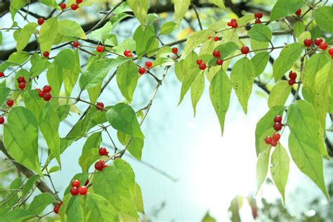 Free Images Tree Water Branch Blossom Fruit Leaf Flower Food