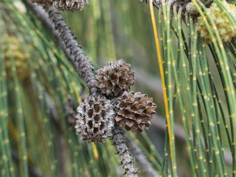 Casuarina Tree Stock Photos, Pictures & Royalty-Free Images - iStock