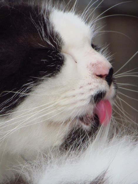 Un Gato Blanco Y Negro Con Nariz Rosada Se Lame La Nariz Foto Premium