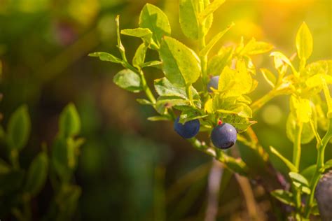 Pruning Blueberry Bushes Blueberry Bush Care For A Larger Harvest