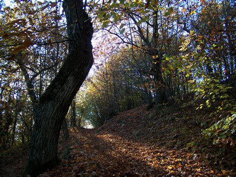 Parco Regionale Dei Sassi Di Roccamalatina Iniziative Ed Eventi Alla