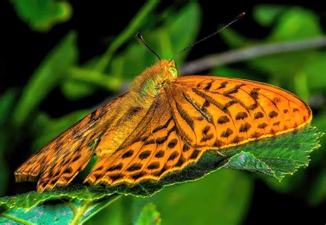 Borboleta Inseto Natureza Foto Gratuita No Pixabay Pixabay