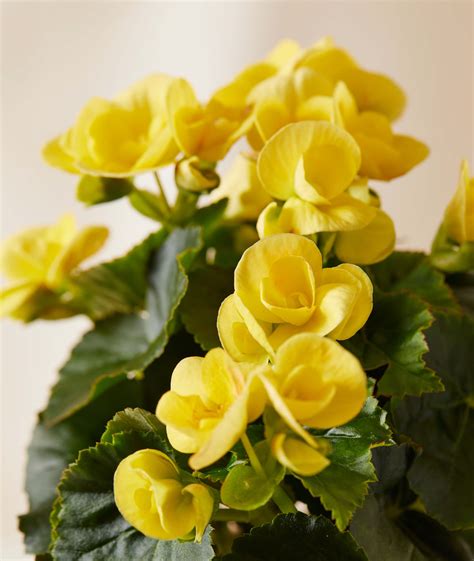 Outdoor Potted Yellow Begonia Bloom Kit Bloomscape