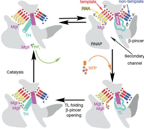 Nucleotide Addition Cycle The Substrate Loading Pathway In