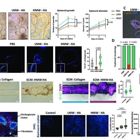 Lmw And Hmw Ha Have Different Effects On Ehbd Cholangiocytes And