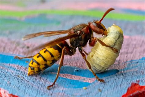 Asiatische Hornisse Eine Bedrohung F R Einheimische Bienen Auch Im