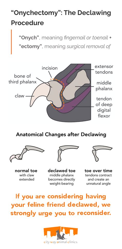 Cat Declawing Diagram