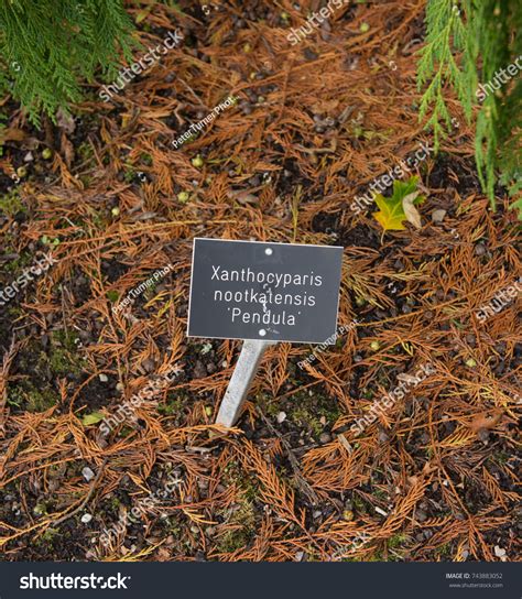 Identification Label Xanthocyparis Nootkatensis Pendula Weeping Stock