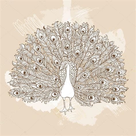 Vector Beautiful Hand Drawn Peacock Bird Stock Vector Image By ©freire