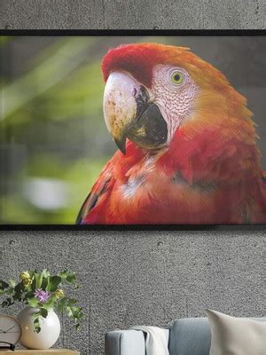 Quadro Decorativo Arara Vermelha X Cm Elo