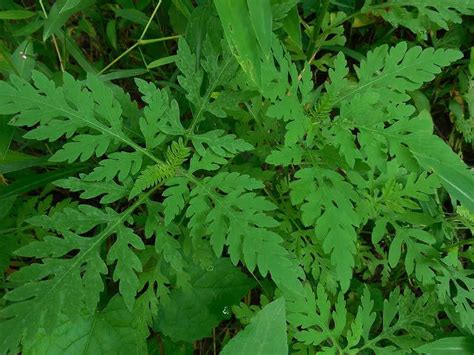 Ragweed Allergy Guide To Understanding The Culprit