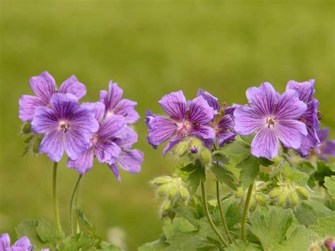 2560x1440 Wallpaper Purple 5 Petal Flowers Peakpx