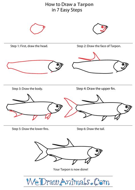 6 Essential Steps To Reel In The Perfect Tarpon Portrait