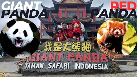 KETEMU GIANT PANDA DAN RED PANDA DI ISTANA PANDA TAMAN SAFARI INDONESIA