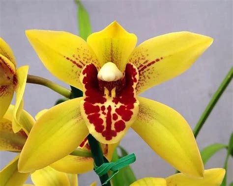 Cymbidium Orchids Boat Orchids Indoor Care For Beginners